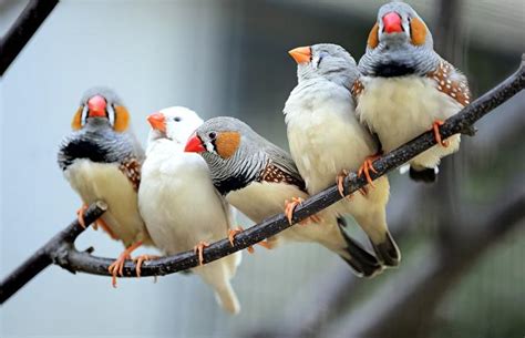 適合養在家裡的鳥|適合愛鳥人士的10種寵物鳥 聰明又愛親近人 